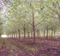 Poplar Tree Plantation