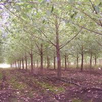Poplar Tree Plantation